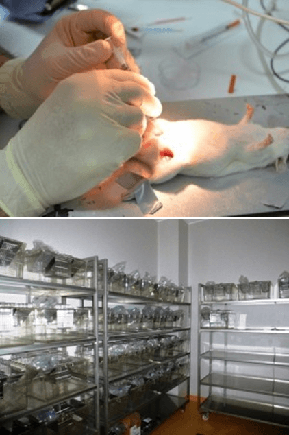 Biobaza - Laborator de Medicină Experimentală